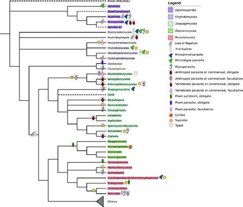 Phylogenetic Tree Showing Main Ecological Transitions Across The