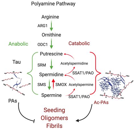 Polyamine Biology Dan Lee Lab