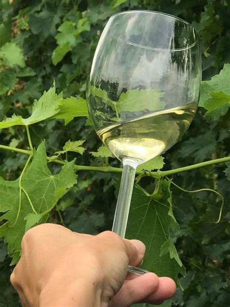 Decoding Biodynamic Wine Sustainable Viticulture — Vero