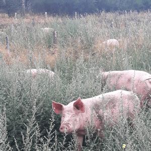 Retrait à la Ferme des Cormier Cagette net Cagette net