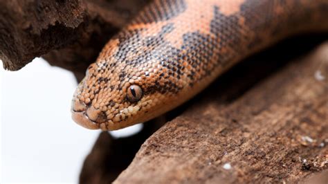 Kenyan Sand Boa Care Master The Art Of Caring For This Unique Pet