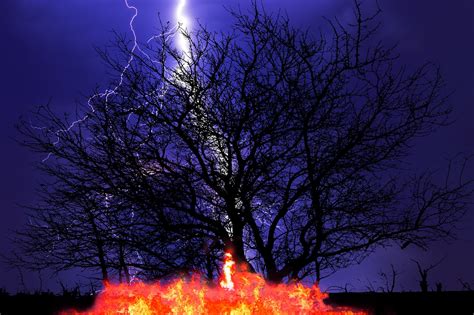 Alberi Fuoco Fiamme Immagini Gratis Su Pixabay Pixabay