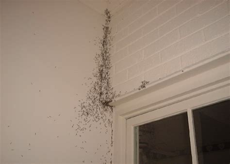 How To Check Your Home For Termites Proactive Pest Control