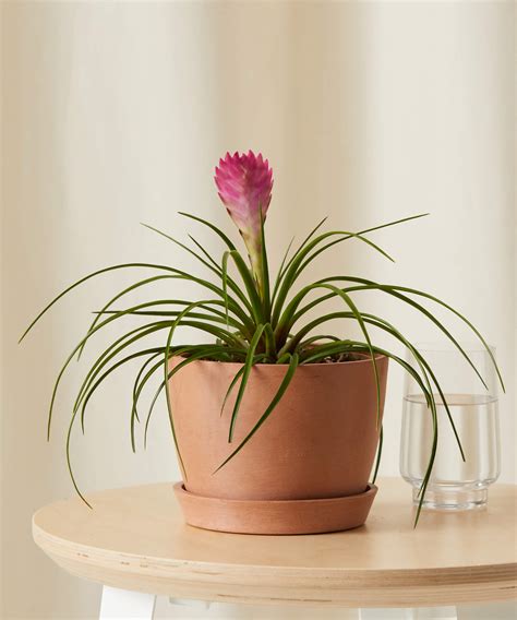 Bromeliad 101: How to Care for Bromeliads | Bloomscape