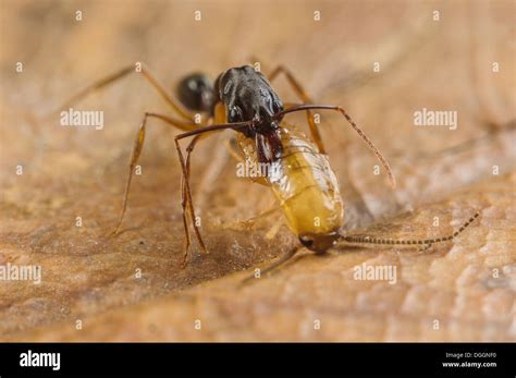 Trap Jaw Ant Odontomachus Sp Adult With Captured Cockroach Larva