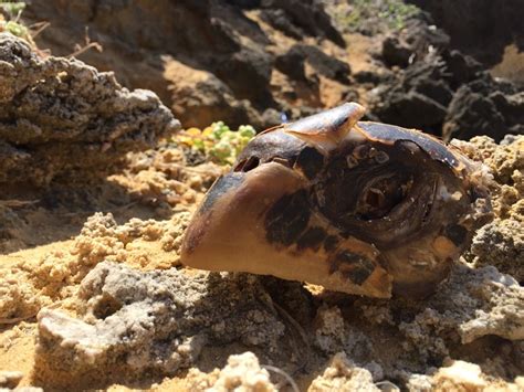 anti-poaching patrols in Watamu and Mida Creek