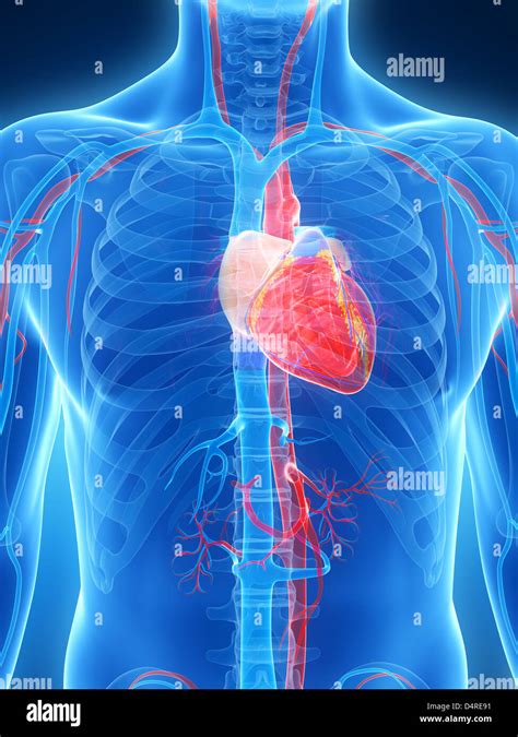 human heart diagram  res stock photography  images alamy