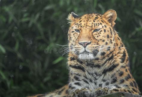 Amur Leopard Stock Photo Image Of Endangered Natural