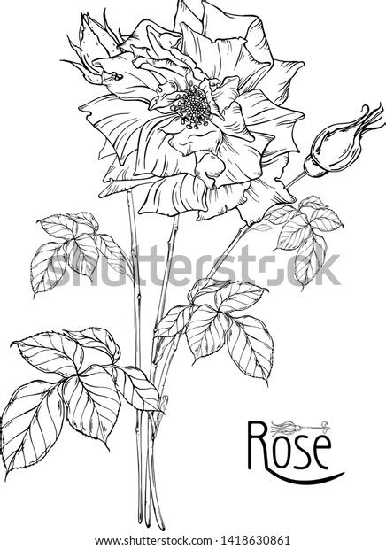 Vector Floral Arrangement Rose Flowers Rose Stock Vector Royalty Free