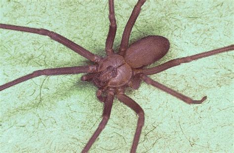 Top 10 Deadliest Spiders