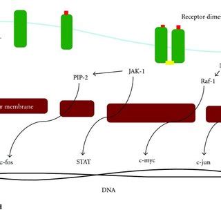 Schema of the EGFR activation pathway. EGFR is the transmembrane ...