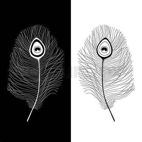 Black Peacock Feather Drawing