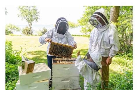 Honey Bee Hive Removal Service in Mumbai