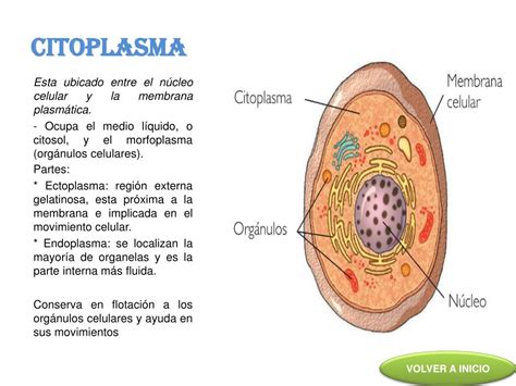 Ppt La Celula Powerpoint Presentation Free Download Id4904437