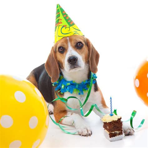 Cómo organizar una fiesta de cumpleaños para tu perro