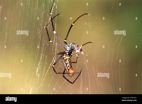 Giant Wood Spider Genus Nephila Kanha Madhya Pradesh India Stock