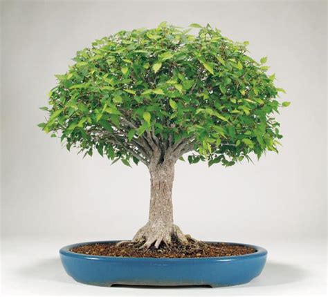 Фикус бонсай — уход и выращивание в домашних условиях