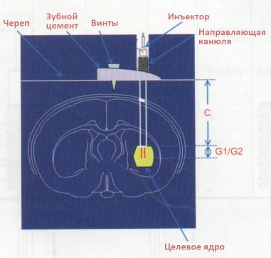 Купить канюли RWD для введения лекарственных препаратов лабораторным ...