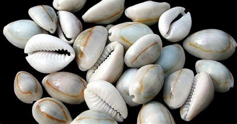 The Origin Story Of Cowrie Shells Their Significance And Symbolism