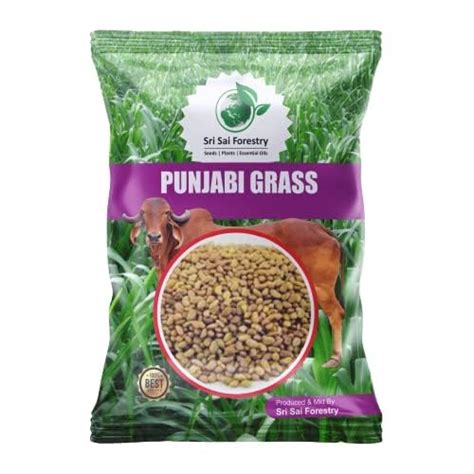 Sri Sai Forestry Punjabi Grass Seeds For Cow Multi Cut Grass G