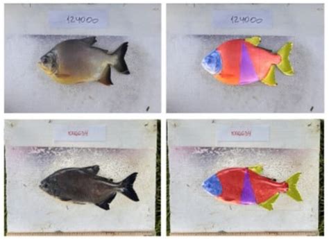 Brazilians make pacu breeding breakthrough | The Fish Site