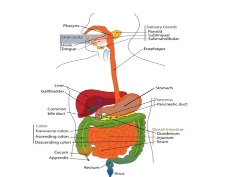 Upper Gi Tract Diagram