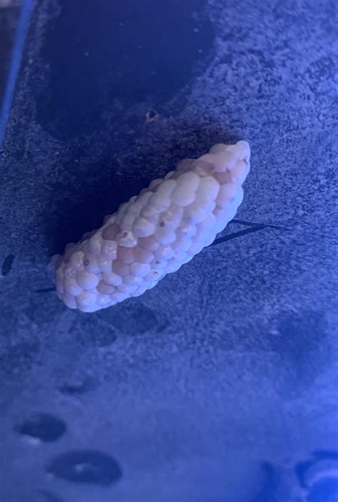 How Are These Mystery Snail Eggs Coming Along Raquariums