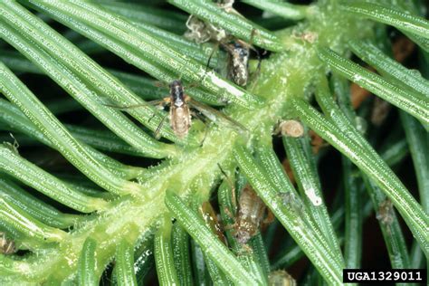 Spruce Shoot Aphid Cinara Pilicornis