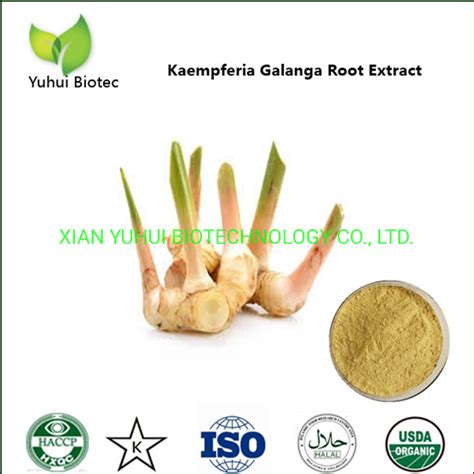 Factory Supply Kaempferia Galanga Powder Extract Kaempferol 98 China