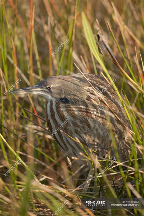 American bittern heron hiding in long grass of wetland. — bird