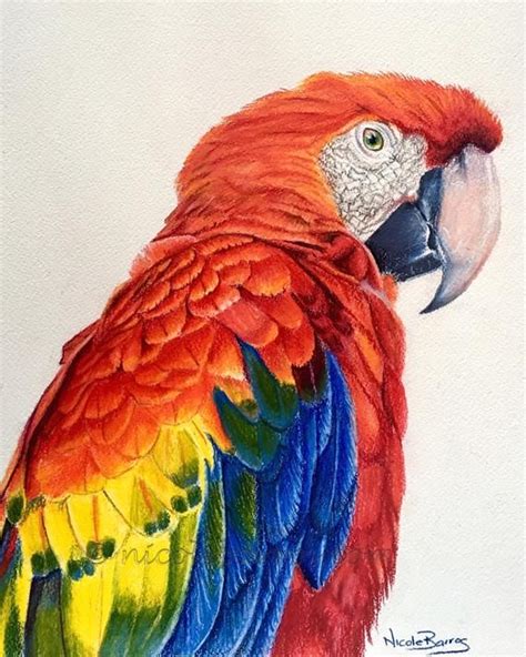 Macaw Print Coloured Pencil Art Bird Parrot Wildlife Etsy Parrots