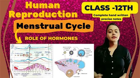 Menstrual Cycle Hormonal Changes Human Reproduction Class 12th