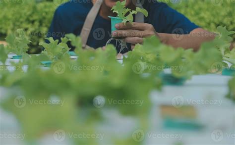 Researchers in hydroponic vegetable gardens are collecting samples to