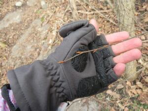 Ulmus thomasii – Rock Elm | Trees Canadensis