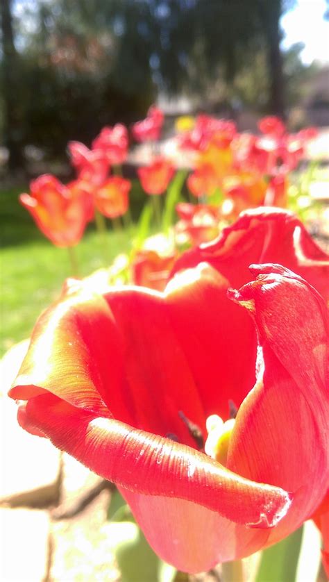 Wallpaper Flowers Red Tulips Flower Tulip Flora Petal Land