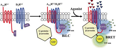 Schematic Representation Of The Bilc Bret Assay Agonist Blue Download Scientific Diagram