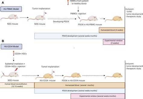 Frontiers Glioblastoma Organoids Pre Clinical Applications And