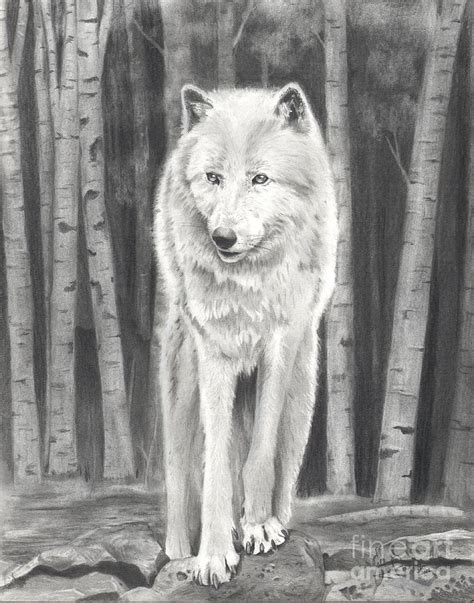 Arctic Wolf Drawing by Christian Conner