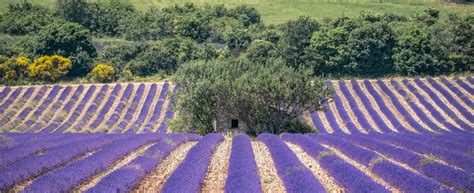 Lavanda De Provenza El Alma De La Provenza Provenza Turismo