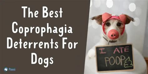 2025's 8 Best Coprophagia Deterrents For Dogs To Stop Poop Eating