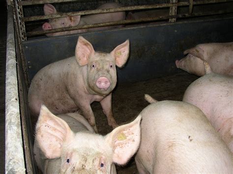 Pigs In Pens Growing Large White Pigs Sitting And Standing Flickr