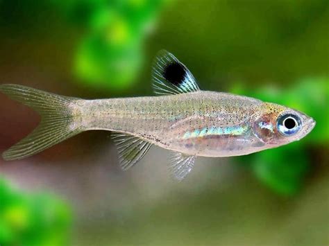 Emerald Eye Rasbora Care Guide And Species Profile Fishkeeping World