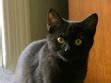jersey cat rescue groups