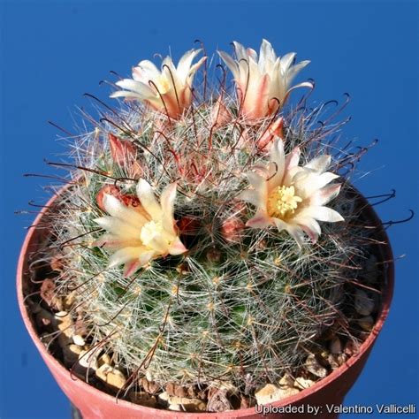 Mammillaria Knebeliana