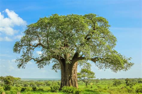 South Africa's 10 Most Fascinating Trees