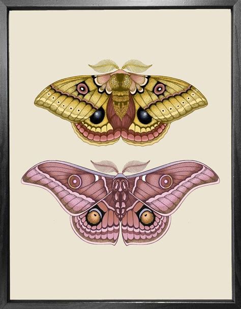 Antique Io And Emperor Moths Fine Art Print Moth Tattoo Design Moth