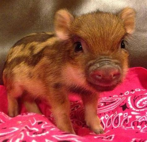 Adorable Teacup Pigs Cute Teacup Pigs Cutest Piglets Ever True