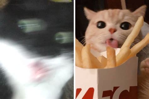 “cats Who Share One Braincell” 50 Times Cats Acted So Dorky Their Pics Ended Up On This