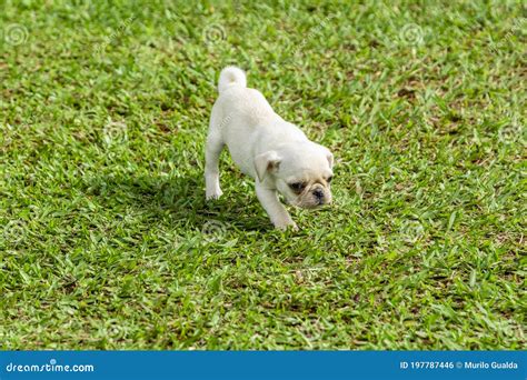 Cute Pug Puppies Playing in the Garden Stock Photo - Image of grass ...