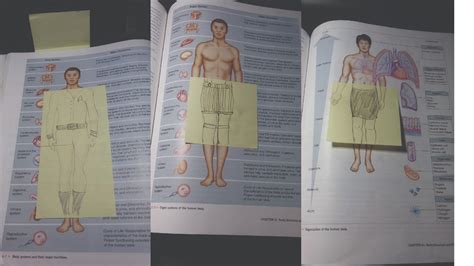 My Cousin Felt She Had To Make Her Naked Anatomy Images In Her Book